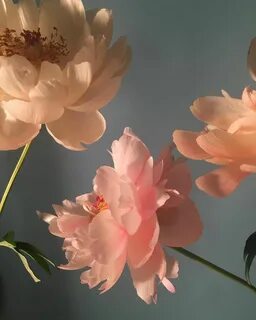 these are peonies! Flowers photography, Flower aesthetic, Be