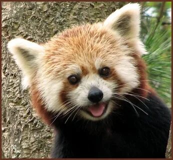 Happy Smile One of the 2 red panda sisters at Washington D. 