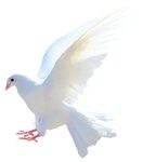 Download White Peace Pigeon Free Transparent Image HQ HQ PNG