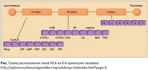 Рис. Cхема расположения генов HLA на 6-й хромосоме человека 
