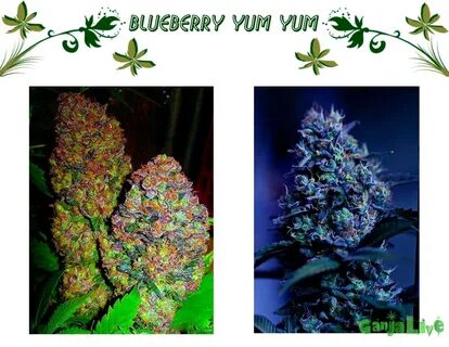 Blueberry Yum Yum сорт - Фотогалерея сортов/гибридов марихуа