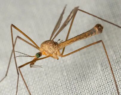 Bay Nature Magazine: Do Mosquito Eaters Eat Mosquitoes?