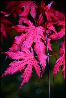 Acer palmatum 'Purple Ghost' Japanese Maple Acer Trees, Deciduous...
