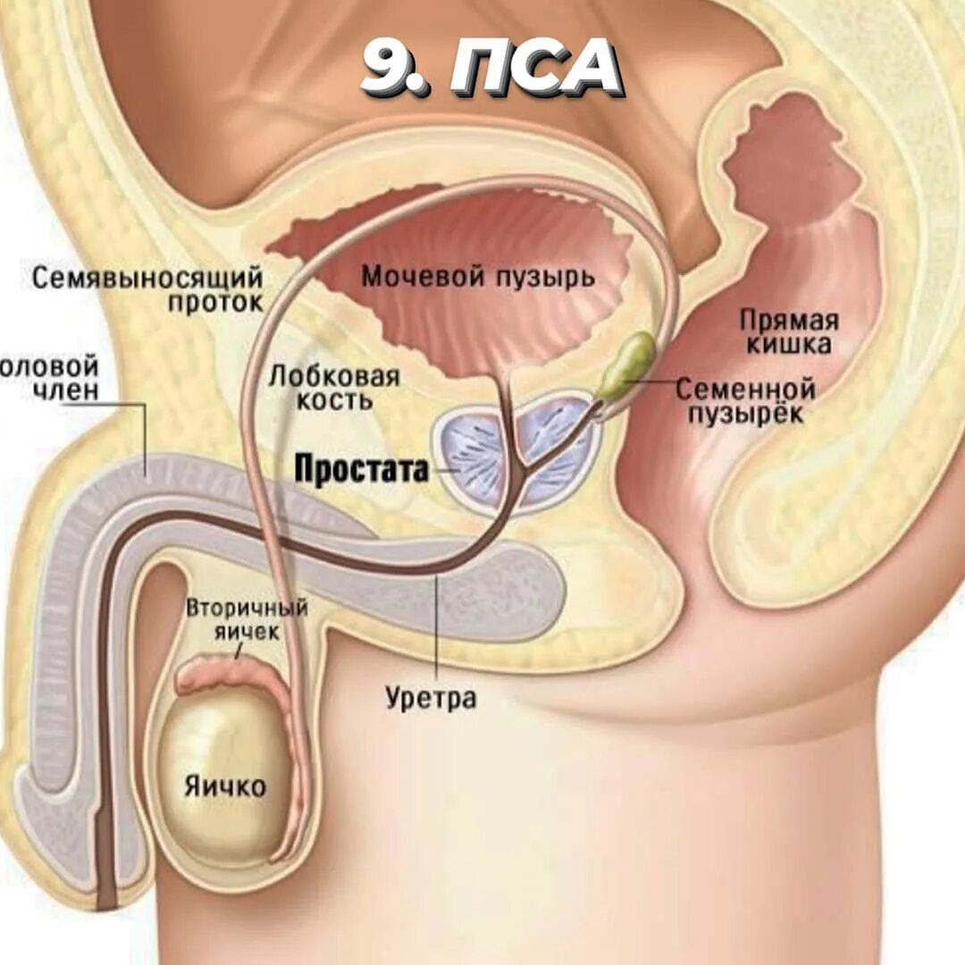 где находится сперма у мужика фото 12