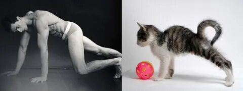 Фотогалерея - Мужчины как коты - Забавные фото кошек