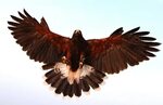 Free Images : wing, beak, eagle, hawk, fauna, bird of prey, 