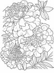 Marigold Coloring Pages - Best Coloring Pages For Kids Flowe
