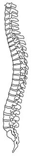 Spine clipart png, Picture #525788 spine clipart png