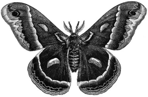 death head moth transparent - Clip Art Library