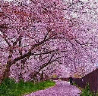 Beautiful Cherry Blossom Trees in Full Bloom at a Popular Pa