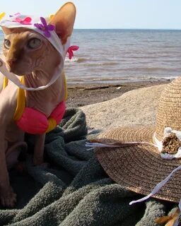 16 Cats and Dogs Ready For Bikini Season