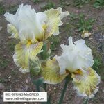 Spring Madness Exline Iris Garden