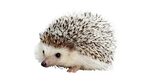 carl the hedgehog Blank Template - Imgflip