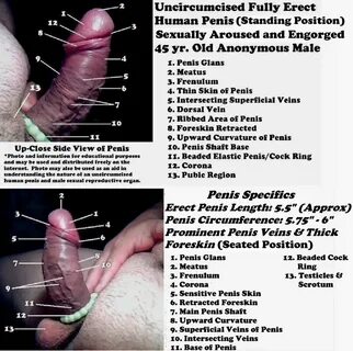 Black uncircumsised penis