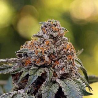 Gelato 41 - Marijuana Clones Cannabis Plants Marijuana Seeds