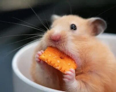 These Photos of Animals Eating Food Will Brighten Your Day C