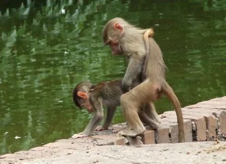 Macaca sex