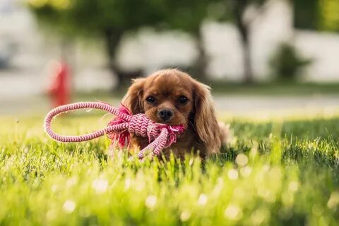 Top Summer Pet Safety Tips! - Encharter Insurance