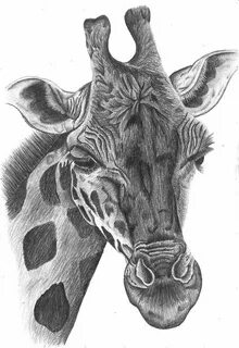 giraffe pencil drawing by Bethany-Grace on deviantART Pencil