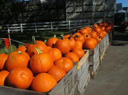 Delmarva Pumpkin Patches, Corn Mazes, Hayrides and More! Sho