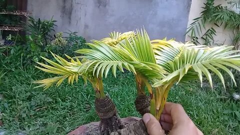 bonsai ni dyong// triple trunk coconut - YouTube