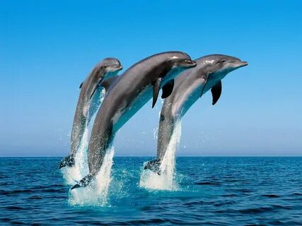 dolphin, Sea, Jumping, Water Wallpapers HD / Desktop and Mob
