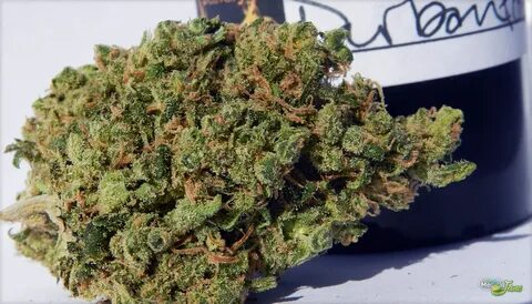 Durban Poison - Sativa Cannabis Strain