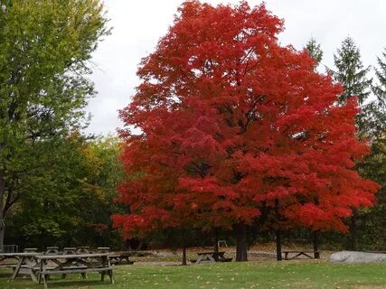 Seasonal red tree in the park free image download