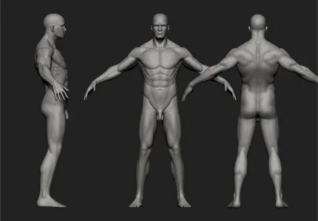 Male Anatomy Critique - polycount