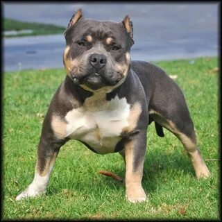 i LOVE tri colored pits! Bully breeds dogs, Pitbull puppies,