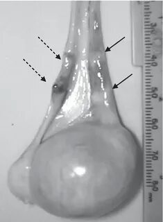 Figure 2 from Evaluation of a Burdizzo castrator for neuteri