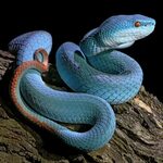 Serpientes: características y fotos