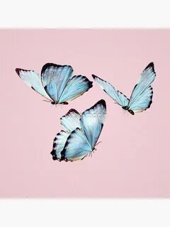 Aesthetic Tumblr Blue Butterfly Wallpaper Vsco