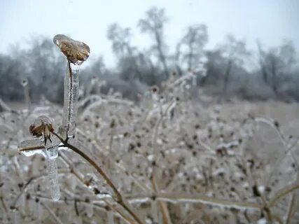 Freezing Rain Aftermath (40 pics) - TAthasTA