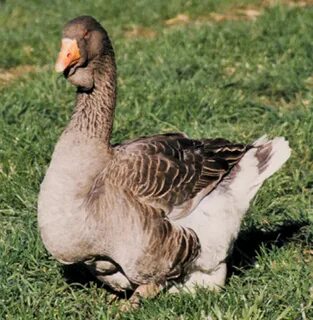 All About Heavy Goose Breeds - Backyard Poultry