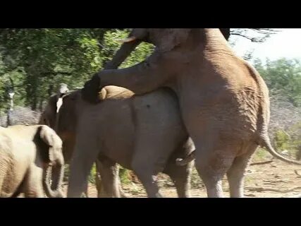 Elephant Meeting Going Dangerous - YouTube