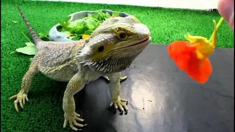 Bearded dragon eating greens. - YouTube