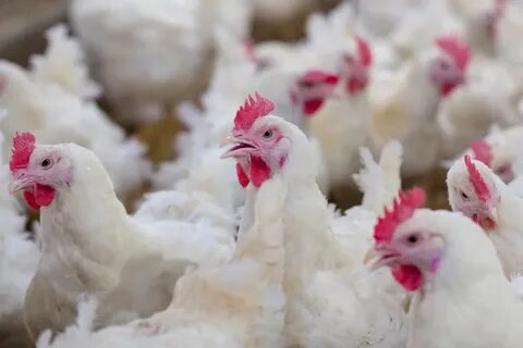Plans for 100,000 broiler chicken farm in Powys approved - F