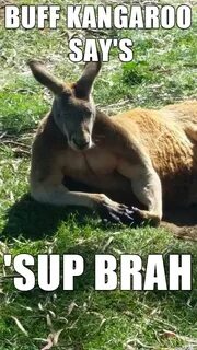 19 Funniest Kangaroo Meme That Make You Laugh - MemesBoy