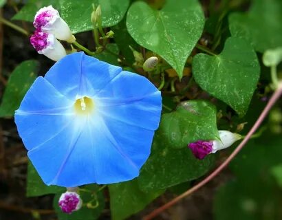 Morning Glory Flower Blue - Free photo on Pixabay
