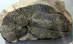 Carboniferous fern fossil Fossils, Fossil, Paleontology