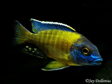 African cichlids, Cichlids, Tropical fish