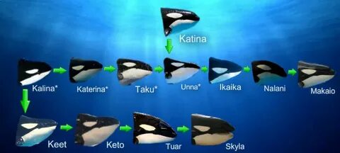 Katina family tree Orca, Whale art, Family tree