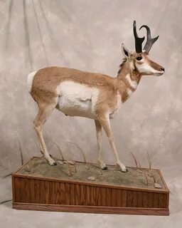 Risovi Taxidermy Studio Gallery ND Taxidermy North Dakota Ta