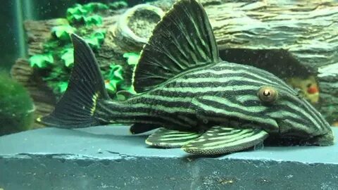 royal pleco care Online Shopping