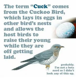 The Term Cuck Comes From the Cuckoo Bird Which Lays Its Eggs