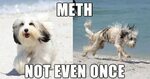 The Best Of The 'Meth: Not Even Once' Meme - Barnorama