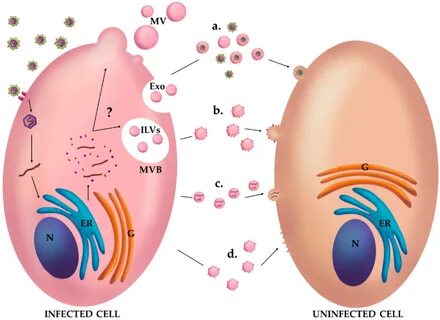 Viruses Free Full-Text The Role of Extracellular Vesicles as