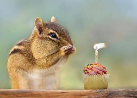 make a wish - Google keresés Happy birthday animals, Happy b