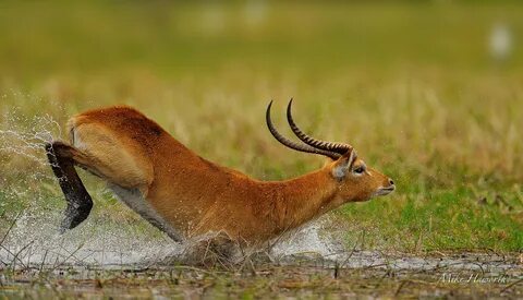 Lechwe Facts, History, Useful Information and Amazing Pictur